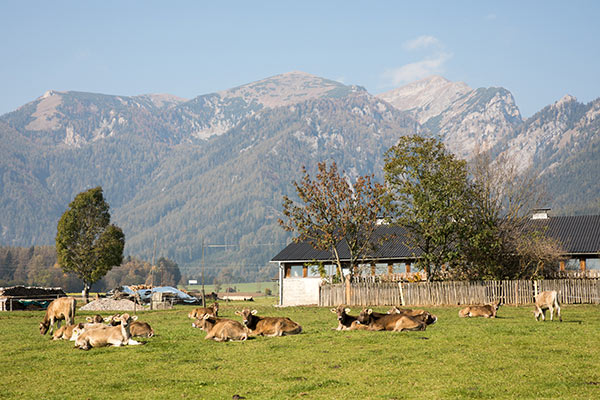 Blick auf eine Wiese mit Kühen und dahinter die Trofaiacher Berglandschaft